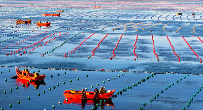 海洋牧場(chǎng)作業(yè)忙