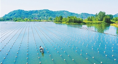 珍珠里的生態(tài)智慧